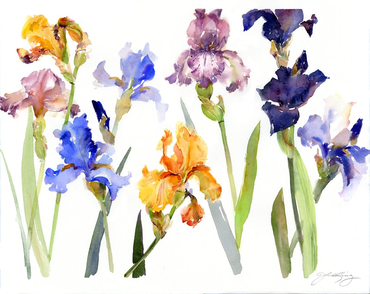Iris, 2014, (akvarelli) tekijältä John Keeling