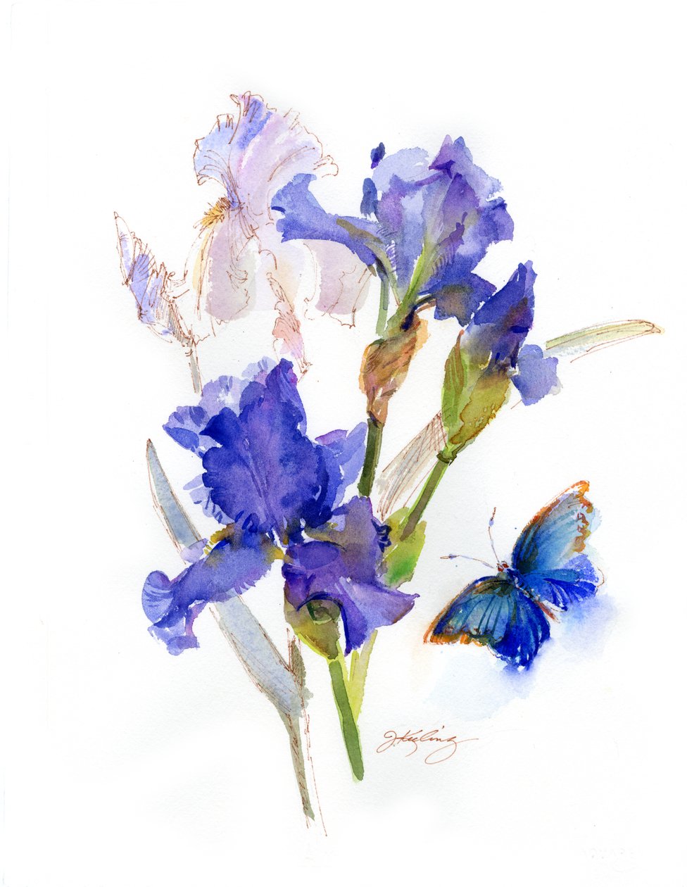 Iiris ja sininen perhonen, 2016, (akvarelli) tekijältä John Keeling