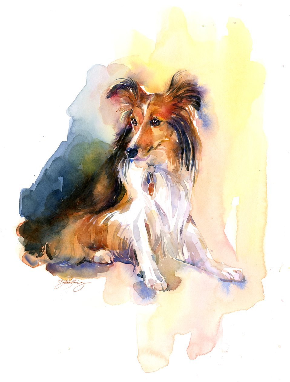 Sheltie-muotokuva, 2015, (akvarelli) tekijältä John Keeling