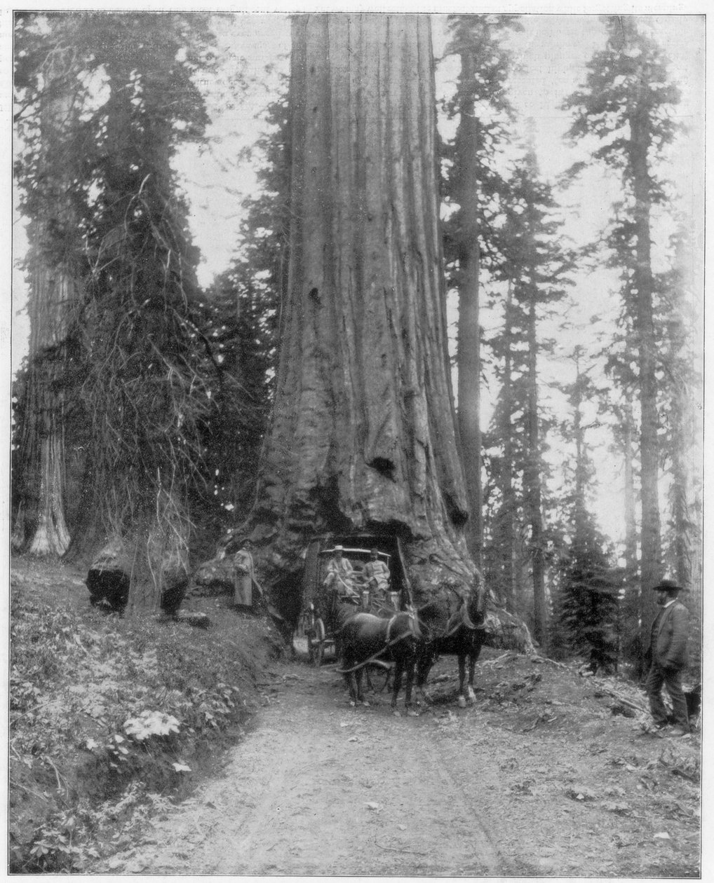 Tie kulkee jättimäisen Sequoian läpi, Mariposa Grove, Wawona, Kalifornia, 1800-luvun loppu tekijältä John L. Stoddard