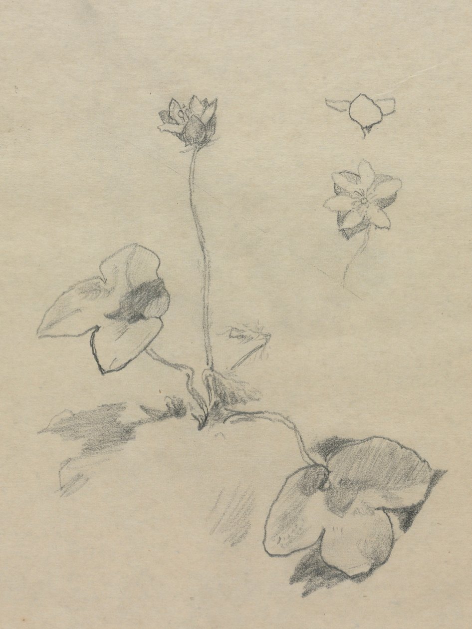 Anemone tekijältä John La Farge