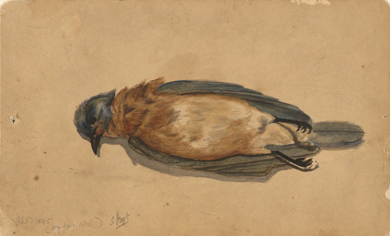 Kuollut lintu tekijältä John La Farge