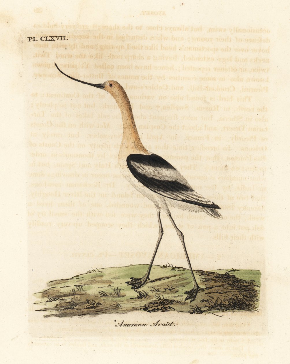 Amerikkalainen avocet, Recurvirostra americana. John Lathamin piirtämä ja kaiverrettu käsinvärinen kuparilevy omasta lintujen yleishistoriasta, Winchester tekijältä John Latham
