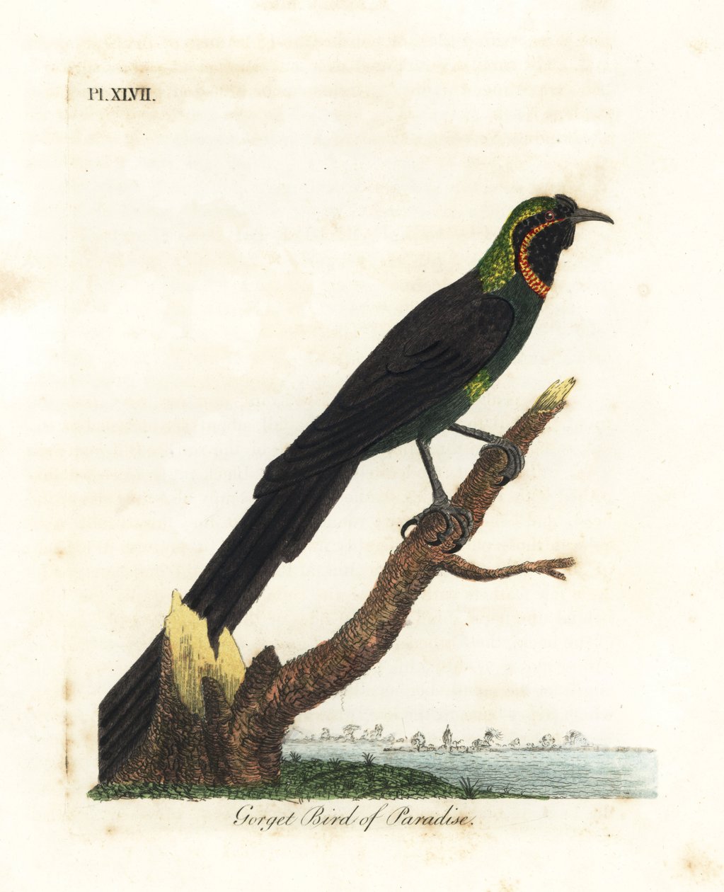 Arfak astrapia, Astrapia nigra (Gorget Paradise lintu, Paradisea gularis). John Lathamin piirtämä ja kaiverrettu käsinvärinen kuparilevy omasta lintujen yleishistoriasta, Winchester tekijältä John Latham