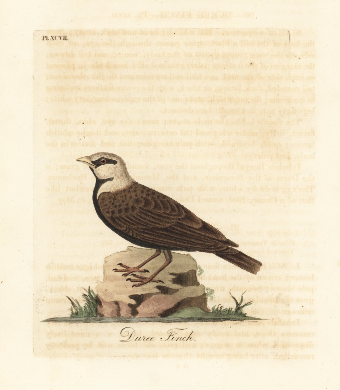 Tuhkakruunuinen varpuskuuru, Ereopterix griseus (Duree-peippo, Emberiza gingica). John Lathamin piirtämä ja kaiverrettu käsinvärinen kuparilevy omasta lintujen yleishistoriasta, Winchester tekijältä John Latham