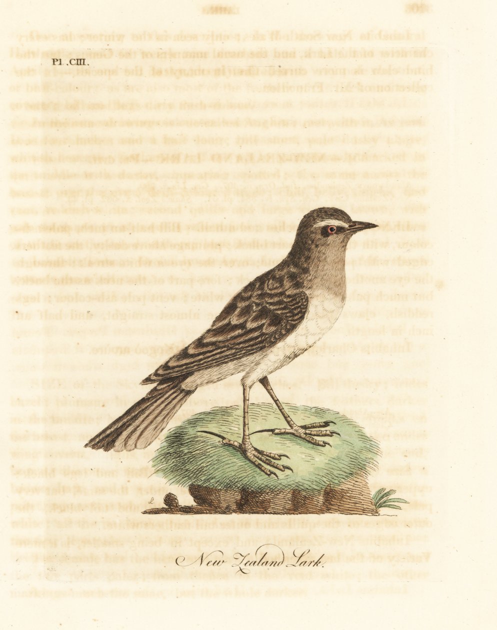 Australasian pipit, Anthus novaeseelandiae (Uuden-Seelannin kiuru, Alauda novae zealandiae). John Lathamin piirtämä ja kaiverrettu käsinvärinen kuparilevy omasta lintujen yleishistoriasta, Winchester tekijältä John Latham
