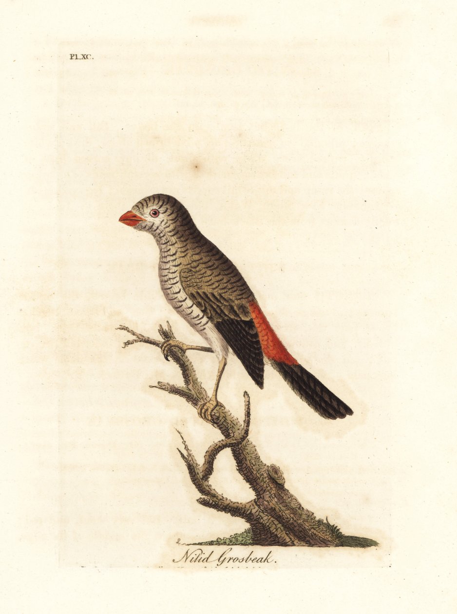 Kaunis tulihäntä, Stagonopleura bella (Nitid grosbeak, Loxia nitida). John Lathamin piirtämä ja kaiverrettu käsinvärinen kuparilevy omasta lintujen yleishistoriasta, Winchester tekijältä John Latham