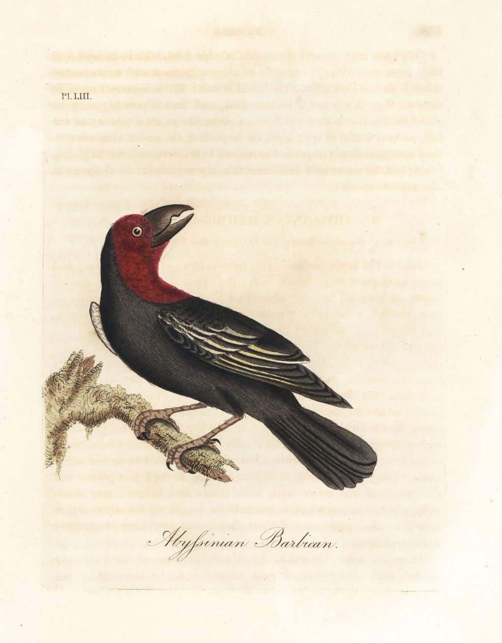Mustanukkainen barbet, Lybius guifsobalito (Abessinian barbican, Bucco saltii). John Lathamin piirtämä ja kaiverrettu käsinvärinen kuparilevy omasta lintujen yleishistoriasta, Winchester tekijältä John Latham