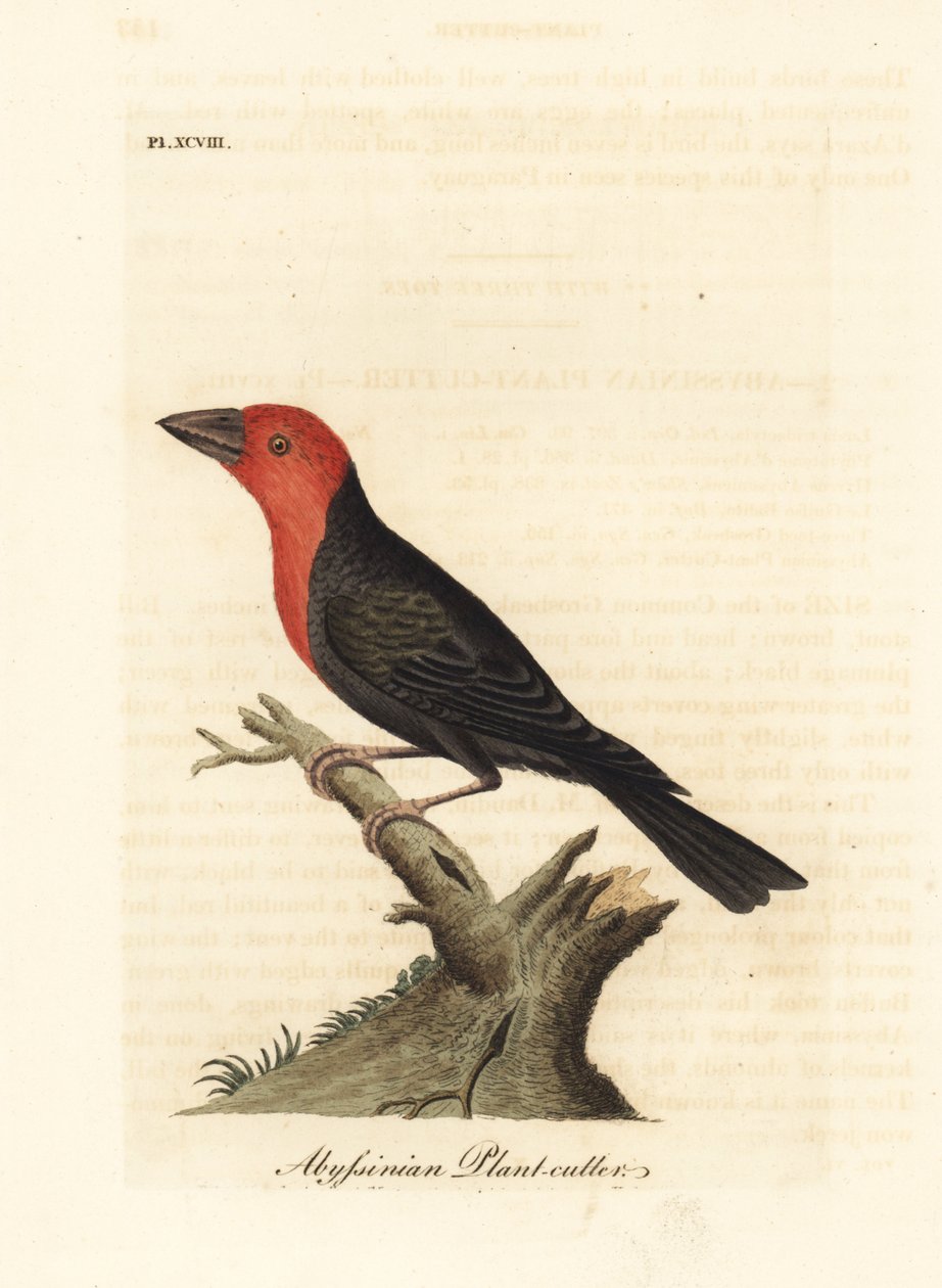Mustanokkainen barbet, Lybius guifsobalito (Abessinian kasvinleikkuri, Loxia tridactyla). John Lathamin piirtämä ja kaiverrettu käsinvärinen kuparilevy omasta lintujen yleishistoriasta, Winchester tekijältä John Latham