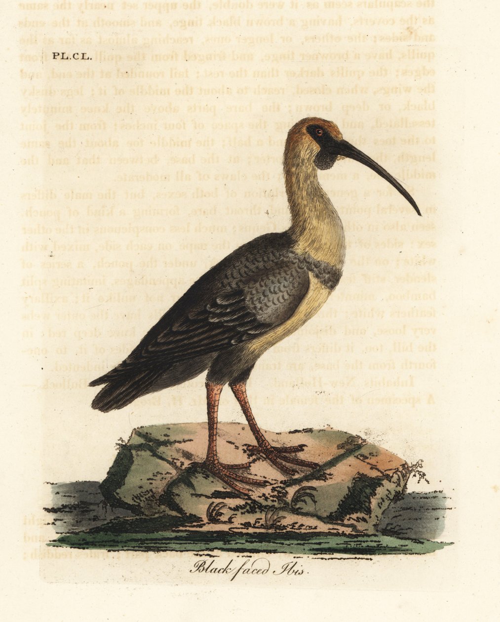 Mustanaamainen ibis, Theristicus melanopis (Tantalus melanops). John Lathamin piirtämä ja kaiverrettu käsinvärinen kuparilevy omasta lintujen yleishistoriasta, Winchester tekijältä John Latham