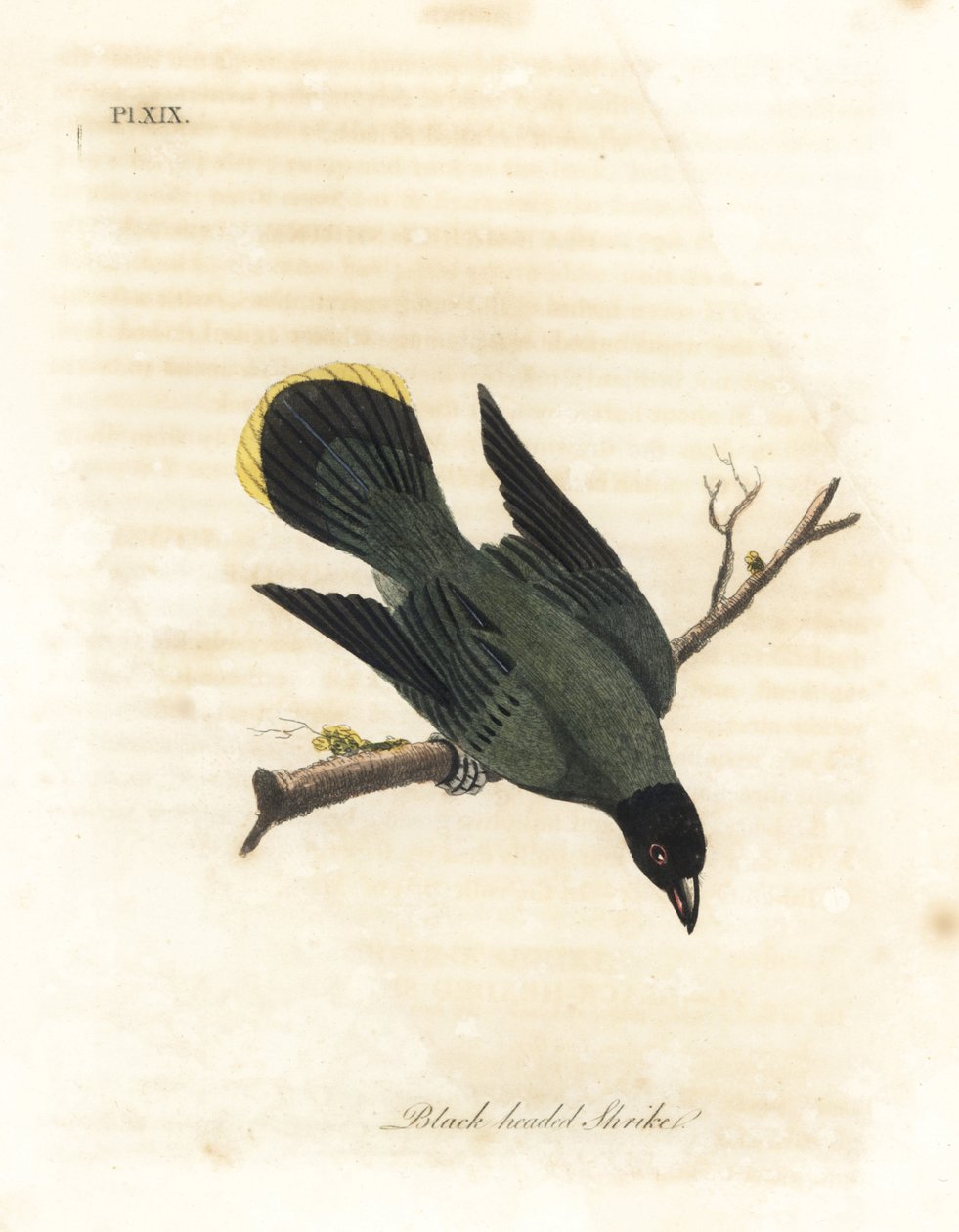 Mustapäinen bulbul, Pycnonotus atriceps (Mustapääkärki, Lanius melanocephalus). Kotoisin Havaijista Lathamin mukaan, Australia Shaw