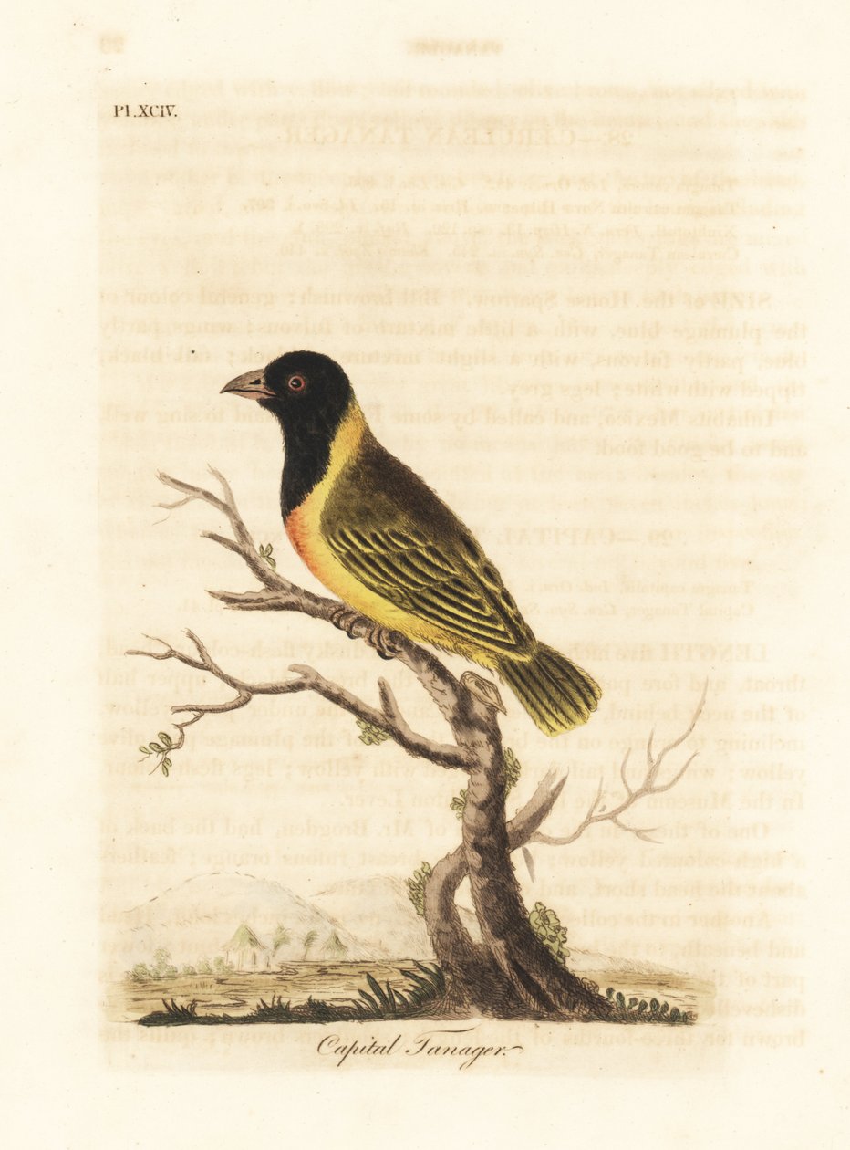 Mustapäinen keltakauluskutoja, Ploceus melanocephalus capitalis (Capital tanager, Tanagra capitalis). John Lathamin piirtämä ja kaiverrettu käsinvärinen kuparilevy omasta lintujen yleishistoriasta, Winchester tekijältä John Latham