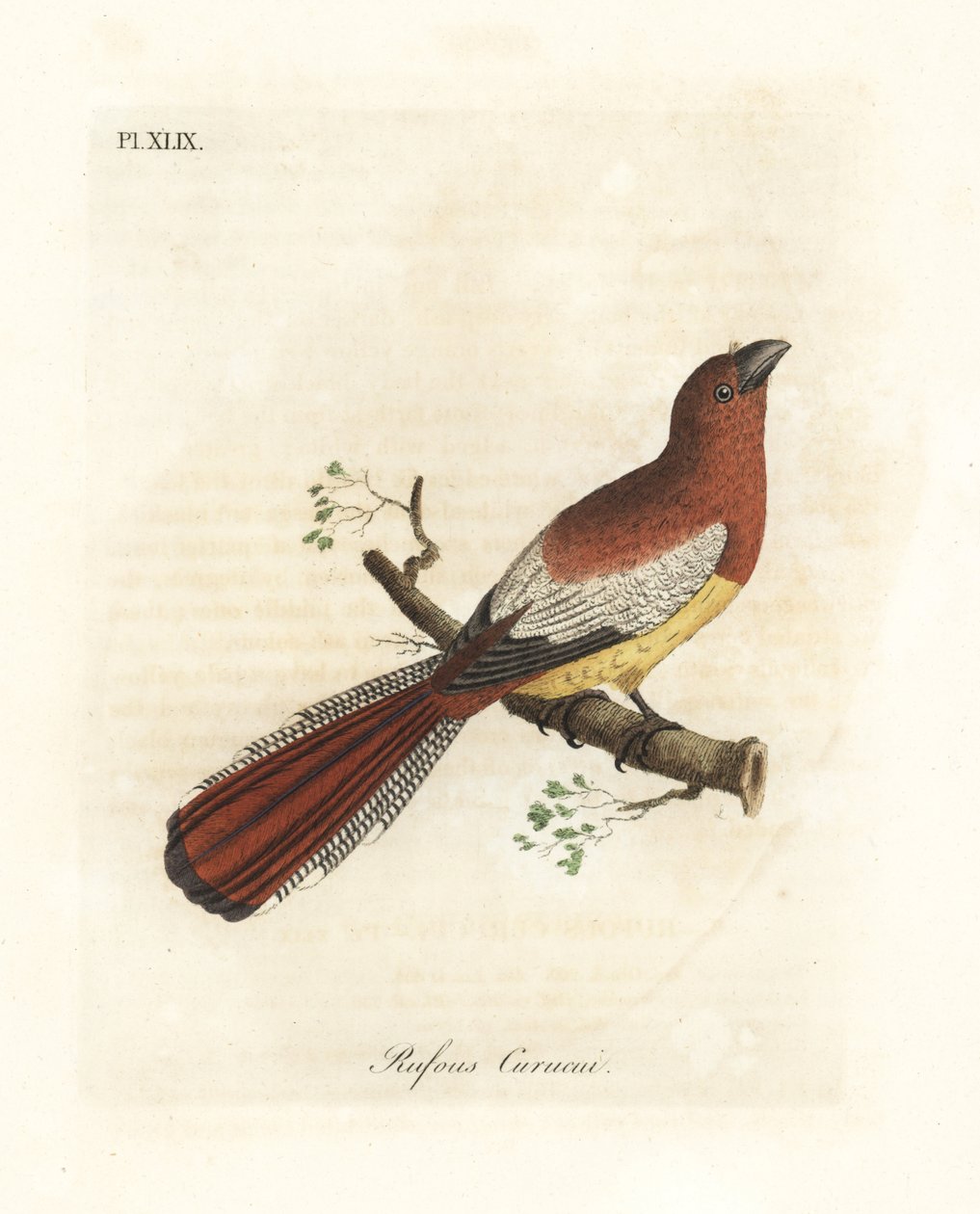 Mustakurkkutrogon, Trogon rufus, naaras (Rufous curucui, Trogon rufus). Kopioitu Martinetin Cayennen kuvituksesta Buffon Coucoulle a queue rousse. John Lathamin piirtämä ja kaiverrettu käsinvärinen kuparilevy kirjastaan A General History of Bi tekijältä John Latham