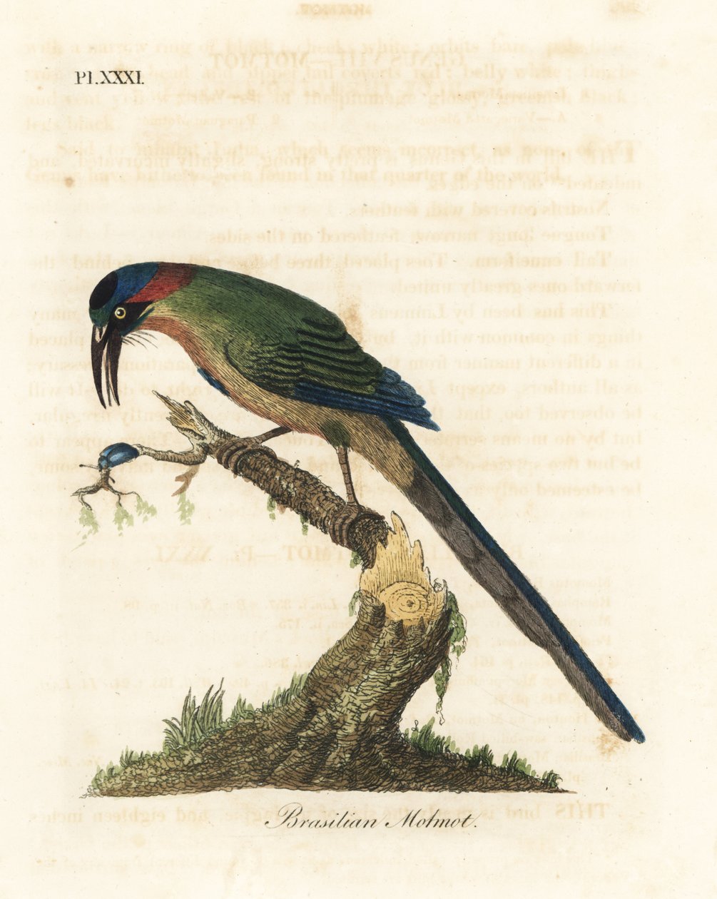 Sinikruunuinen motmotti, Momotus momota (Brasilian motmot, Momotus brasiliensis). John Lathamin piirtämä ja kaiverrettu käsinvärinen kuparilevy omasta lintujen yleishistoriasta, Winchester tekijältä John Latham
