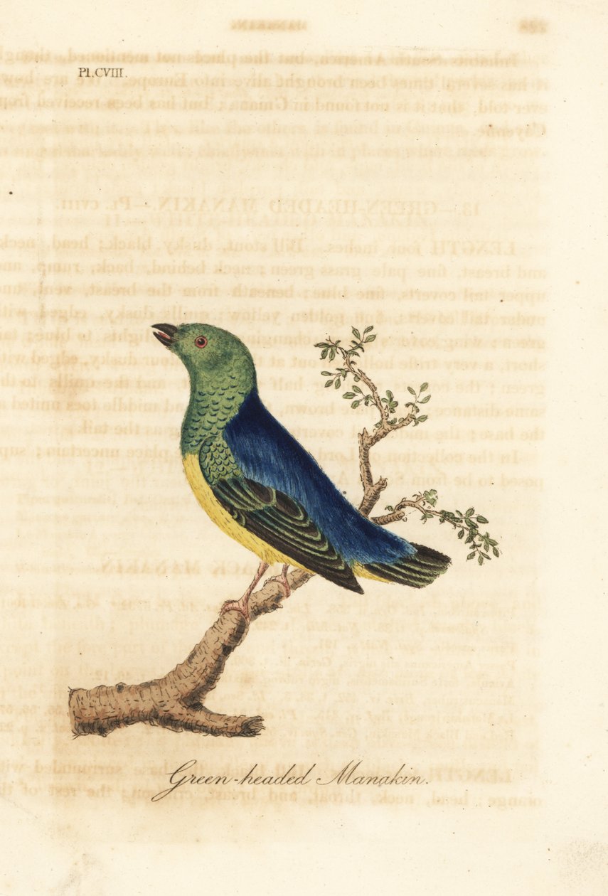 Sininaped chlorophonia, Chlorophonia cyanea (vihreäpäinen manakiini, kotoisin Etelä-Amerikasta). John Lathamin piirtämä ja kaiverrettu käsinvärinen kuparilevy omasta lintujen yleishistoriasta, Winchester tekijältä John Latham