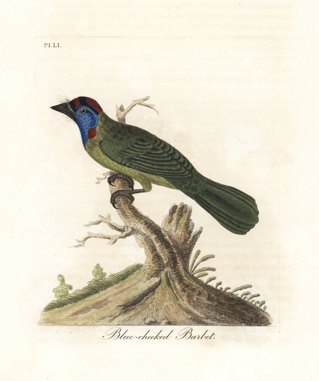 Sinikurkku- tai vuoribarbet, Psilopogon asiaticus. (Blue-cheeked barbet, Trogon asiaticus). John Lathamin piirtämä ja kaiverrettu käsinvärinen kuparilevy omasta lintujen yleishistoriasta, Winchester tekijältä John Latham