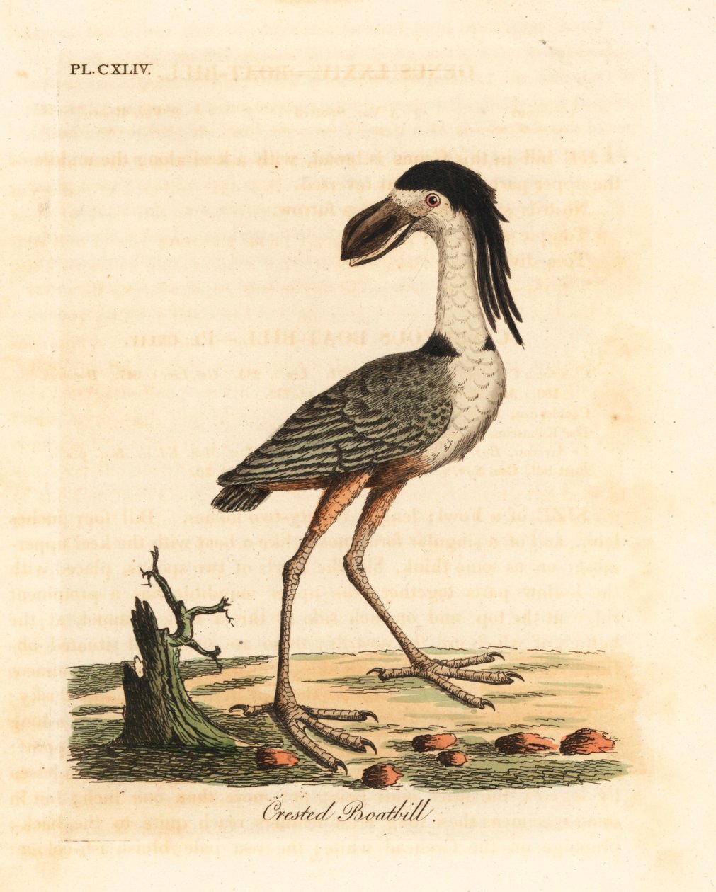 Venenokkahaikara, Cochlearius cochlearius (harja-venenokka, Cancroma cochlearia). John Lathamin piirtämä ja kaiverrettu käsinvärinen kuparilevy omasta lintujen yleishistoriasta, Winchester tekijältä John Latham