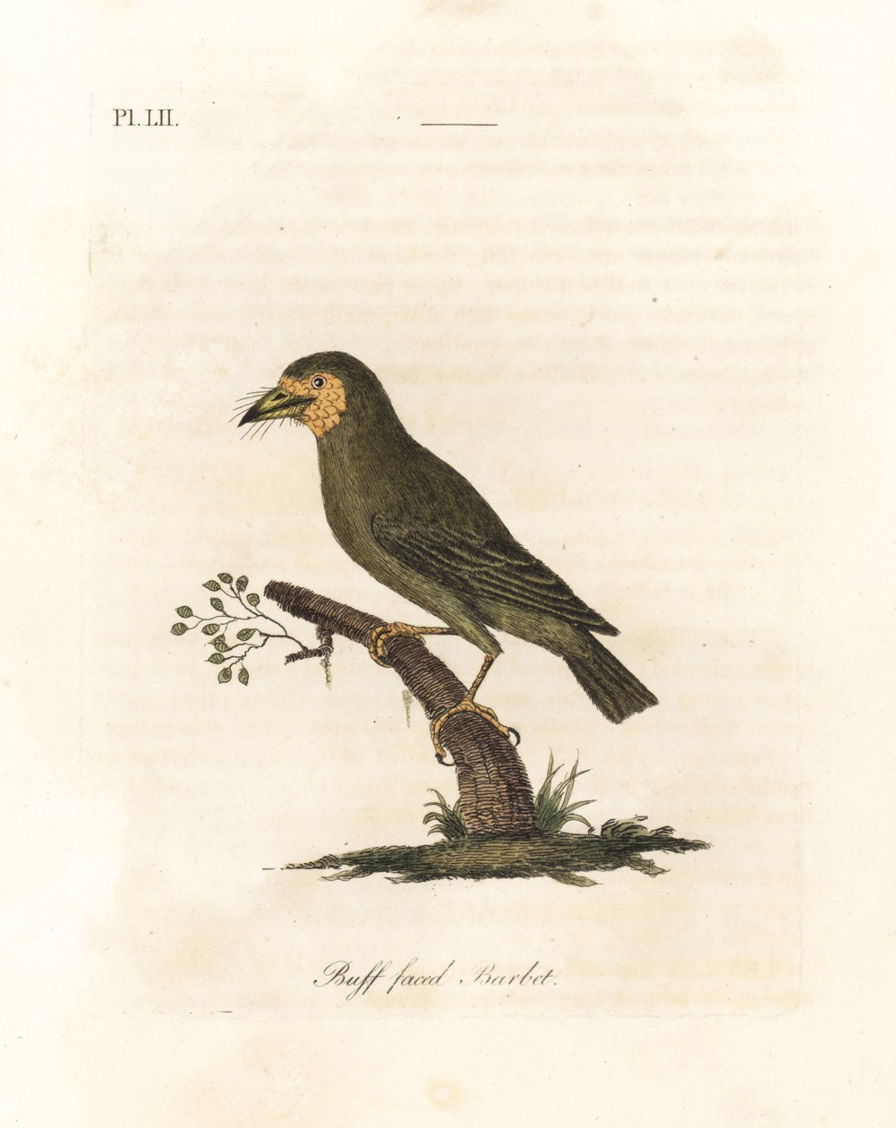 Ruskeapäinen barbet, Megalaima zeylanica? (Buff-faced barbet, Bucco lathami). Brittiläisessä museossa olevasta näytteestä, joka on merkitty Megalaima lathamiksi. John Lathamin piirtämä ja kaiverrettu käsinvärinen kuparilevy omasta lintujen yleishistoriasta tekijältä John Latham
