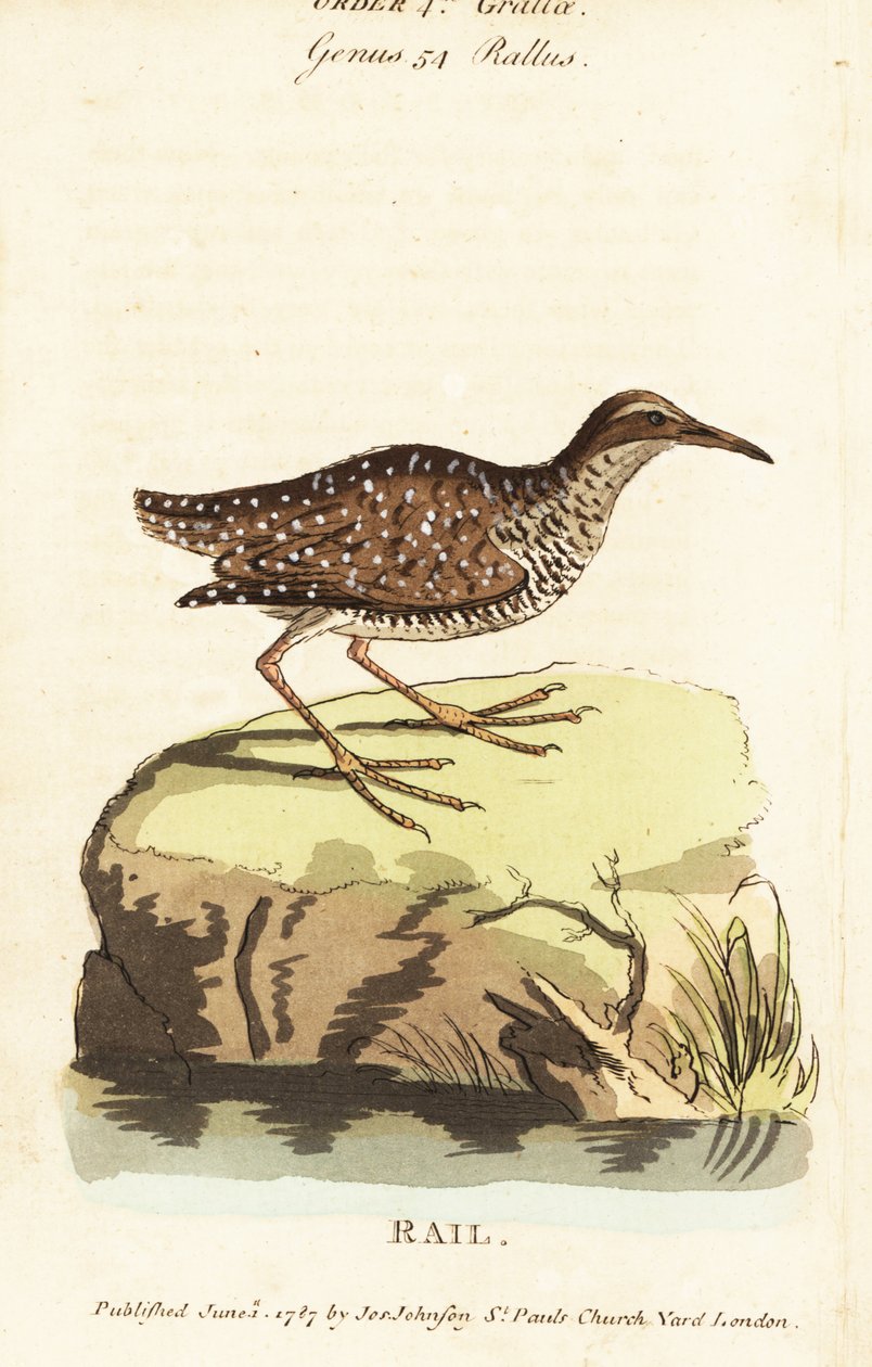 Buff-nauhakisko, Gallirallus philippensis tekijältä John Latham