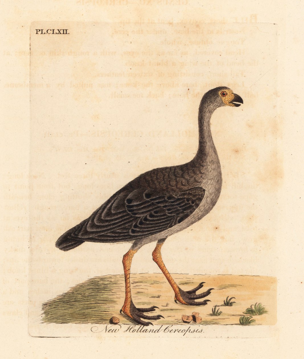 Cape Barren hanhi, Cereopsis novae hollandiae (New Holland cereopsis). John Lathamin piirtämä ja kaiverrettu käsinvärinen kuparilevy omasta lintujen yleishistoriasta, Winchester tekijältä John Latham