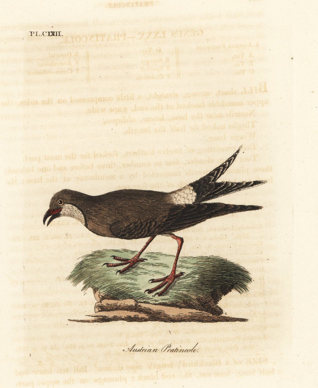 Kauluspratincole, Glareola pratincola (itävaltalainen pratincole, Glareola austriaea). John Lathamin piirtämä ja kaiverrettu käsinvärinen kuparilevy omasta lintujen yleishistoriasta, Winchester tekijältä John Latham