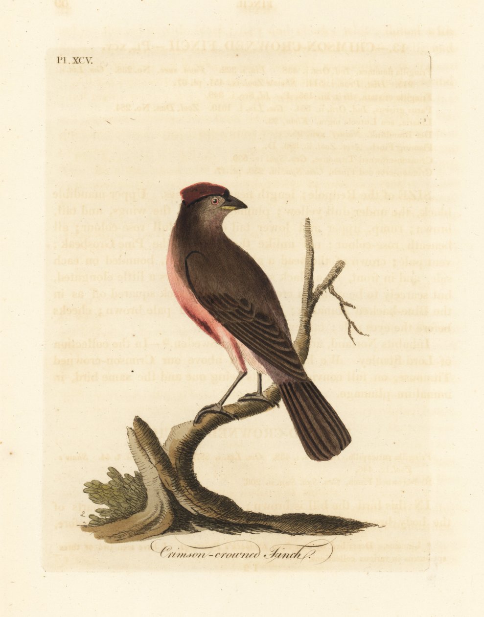 Harvinainen punasimpukka, Carduelis flammea (Crimson-crown peippo, Fringilla flammea). John Lathamin piirtämä ja kaiverrettu käsinvärinen kuparilevy omasta lintujen yleishistoriasta, Winchester tekijältä John Latham