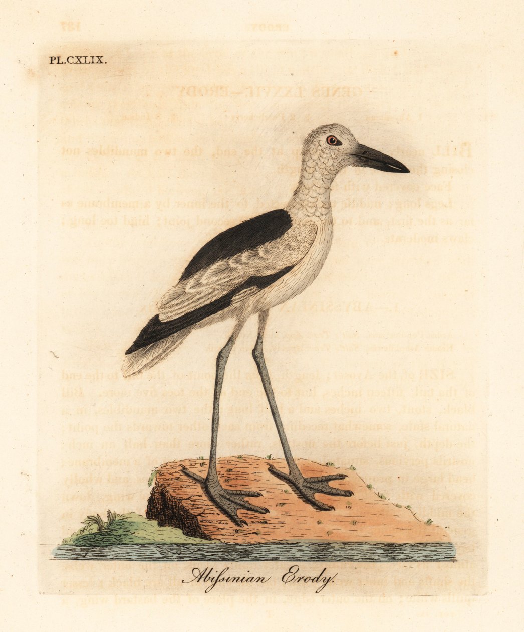 Raputorkku, Dromas ardeola (Abyssinian erody, Ardea podiceriana). John Lathamin piirtämä ja kaiverrettu käsinvärinen kuparilevy omasta lintujen yleishistoriasta, Winchester tekijältä John Latham