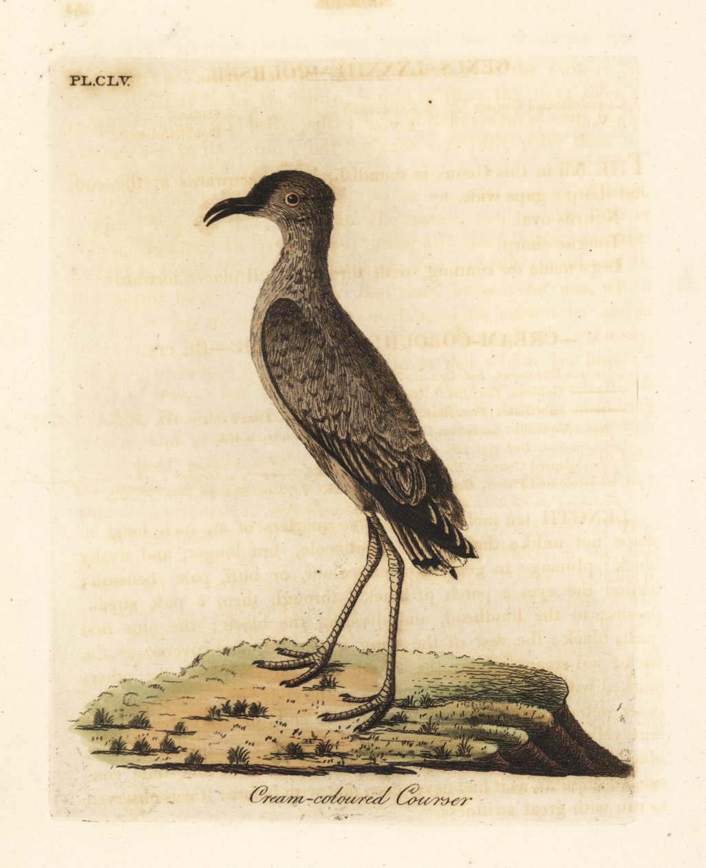 Kermanvärinen kursori, Cursorius-kursori (Cursorius europaeus). John Lathamin piirtämä ja kaiverrettu käsinvärinen kuparilevy omasta lintujen yleishistoriasta, Winchester tekijältä John Latham