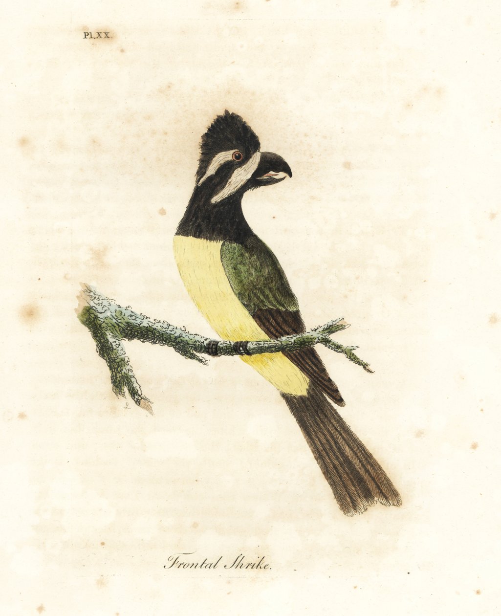 Harjakirkko, Falcunculus frontatus (etukilpi, Lanius frontatus). John Lathamin piirtämä ja kaiverrettu käsinvärinen kuparilevy omasta lintujen yleishistoriasta, Winchester tekijältä John Latham
