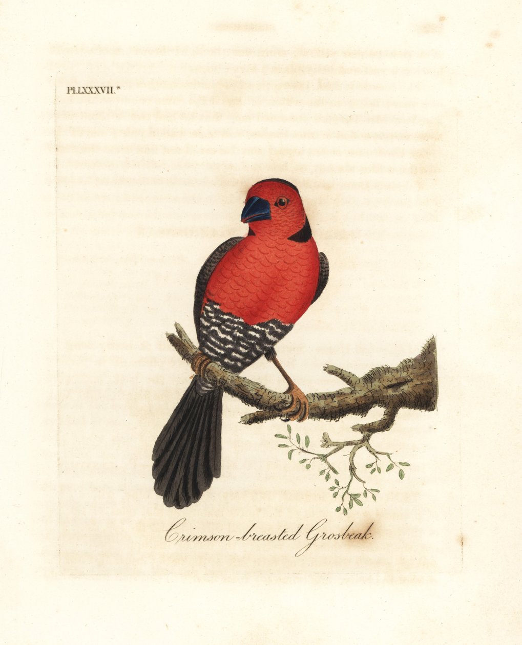 Crimson-rintinen grosbeak. Tuntematon tai mahdollisesti sukupuuttoon kuollut Afrikasta kotoisin oleva metsikkölaji. John Lathamin piirtämä ja kaiverrettu käsinvärinen kuparilevy omasta lintujen yleishistoriasta, Winchester tekijältä John Latham