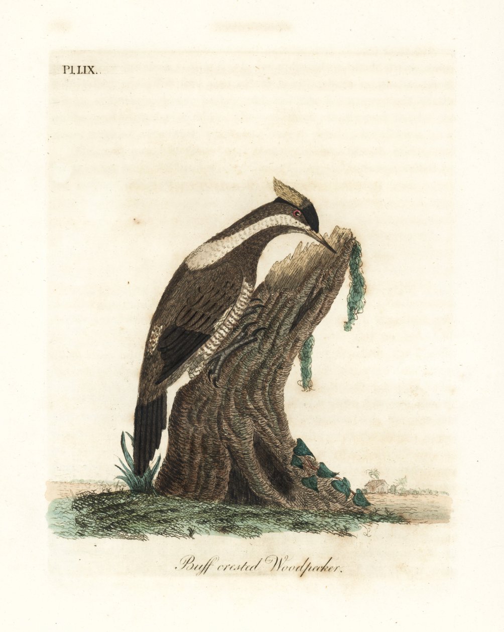 Punatikka, Campephilus melanoleucos (Picus melanoleucus). Perustuu Leverianin museossa olevaan skiniin. John Lathamin piirtämä ja kaiverrettu käsinvärinen kuparilevy omasta lintujen yleishistoriasta, Winchester tekijältä John Latham