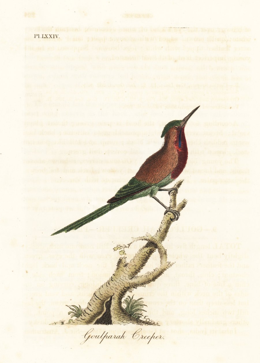 Crimson sunbird, Aethopyga siparaja seheriae (Goulpourah Creeper). John Lathamin piirtämä ja kaiverrettu käsinvärinen kuparilevy omasta lintujen yleishistoriasta, Winchester tekijältä John Latham