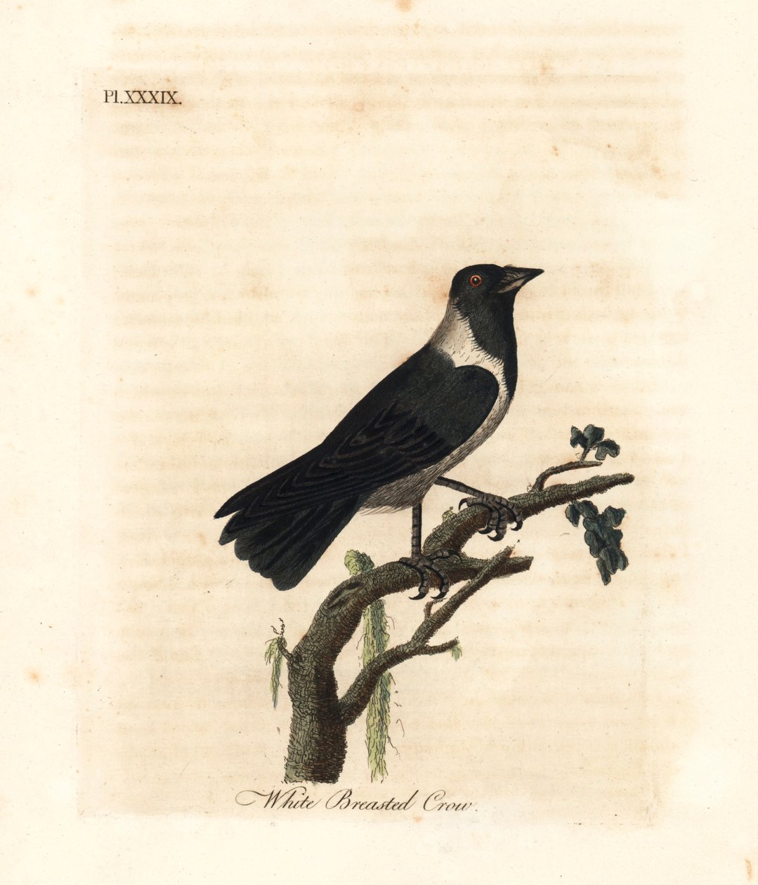 Dauriankakka, Corvus dauuricus (Valkorintavaris, Corvus dauricus). John Lathamin piirtämä ja kaiverrettu käsinvärinen kuparilevy omasta lintujen yleishistoriasta, Winchester tekijältä John Latham