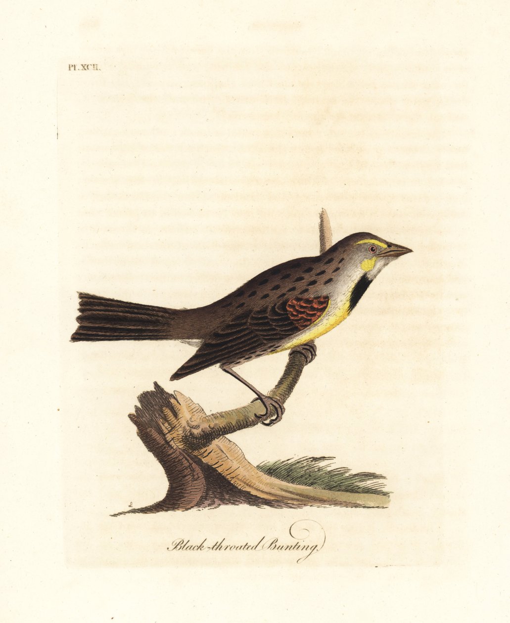 Dickcissel, Spiza americana (mustakurkkusirkku, Emberiza americana). John Lathamin piirtämä ja kaiverrettu käsinvärinen kuparilevy omasta lintujen yleishistoriasta, Winchester tekijältä John Latham