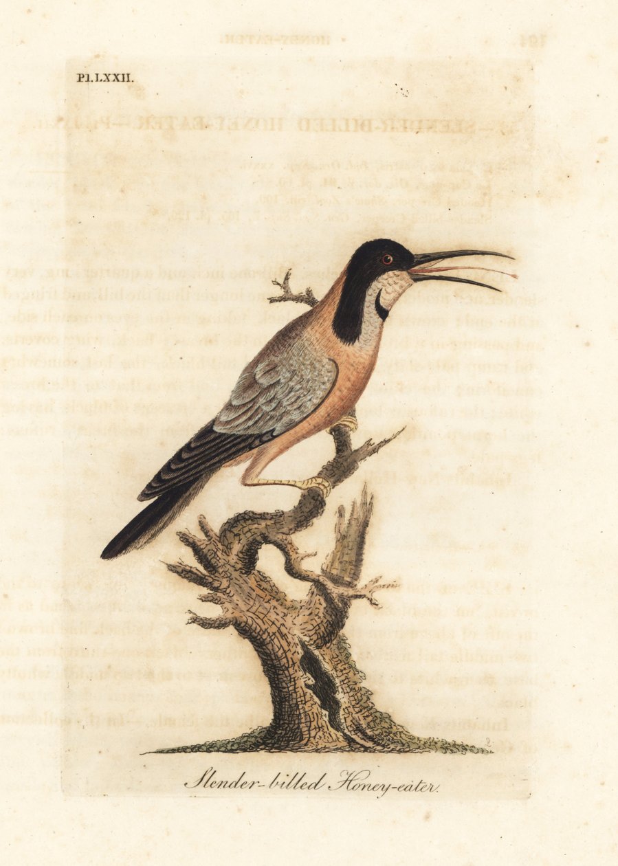 Itäinen selkäpiippu, Acanthorhynchus tenuirostris (Hihannokkainen hunajasyöjä, Certhia tenuirostris). Australia. John Lathamin piirtämä ja kaiverrettu käsinvärinen kuparilevy omasta lintujen yleishistoriasta, Winchester tekijältä John Latham