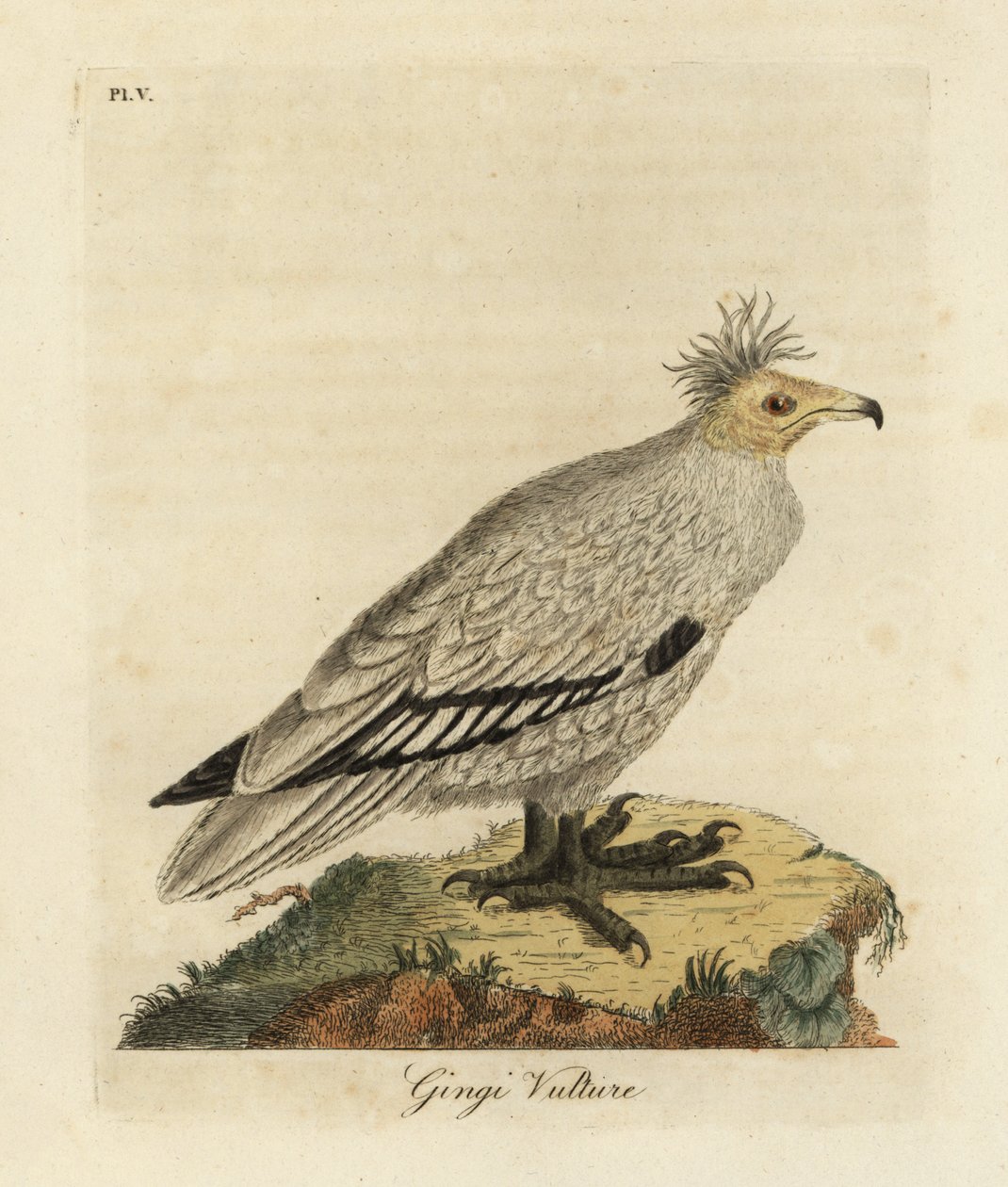 Egyptiläinen korppikotka, Neophron percnopterus ginginianus.1824 (kaiverrus) tekijältä John Latham