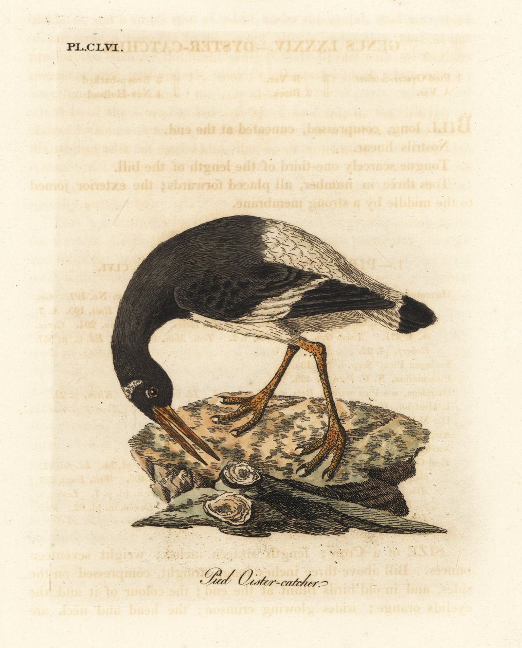 Euraasian tai jalka osterisippo, Haematopus ostralegus. John Lathamin piirtämä ja kaiverrettu käsinvärinen kuparilevy omasta lintujen yleishistoriasta, Winchester tekijältä John Latham