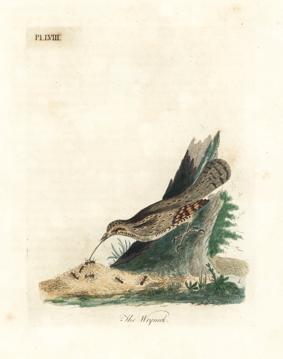 Euraasian kaula, Jynx torquilla (Junx torquilla). John Lathamin piirtämä ja kaiverrettu käsinvärinen kuparilevy omasta lintujen yleishistoriasta, Winchester tekijältä John Latham