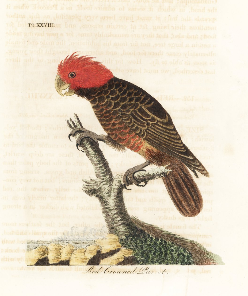Joukkokakadu, Callocephalon fimbriatum (punakruunuinen papukaija, Psittacus galeatus). John Lathamin piirtämä ja kaiverrettu käsinvärinen kuparilevy omasta lintujen yleishistoriasta, Winchester tekijältä John Latham