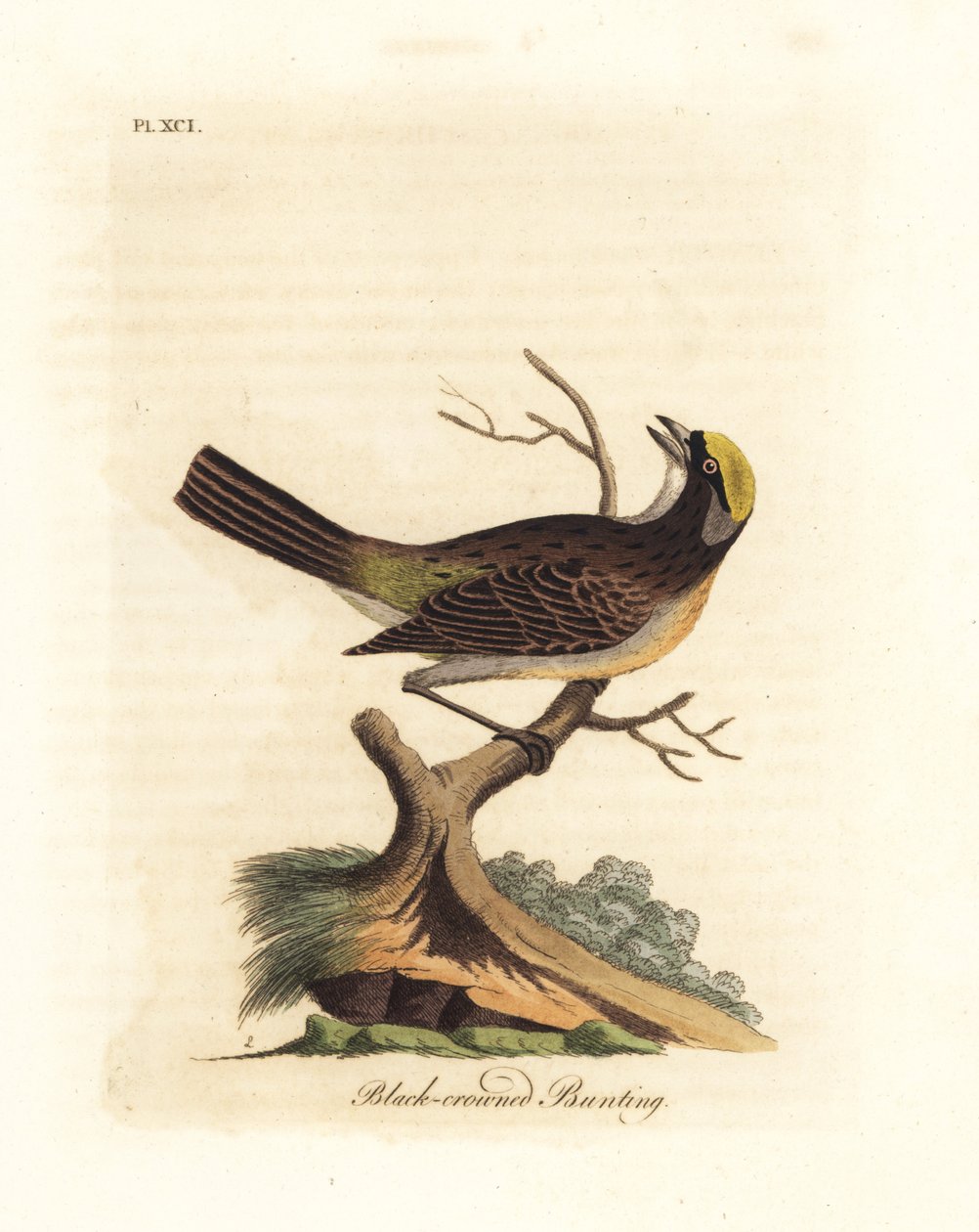 Kultakruunuinen varpunen, Zonotrichia atricapilla (mustakruunuinen särmä, Emberiza atricapilla). John Lathamin piirtämä ja kaiverrettu käsinvärinen kuparilevy omasta lintujen yleishistoriasta, Winchester tekijältä John Latham