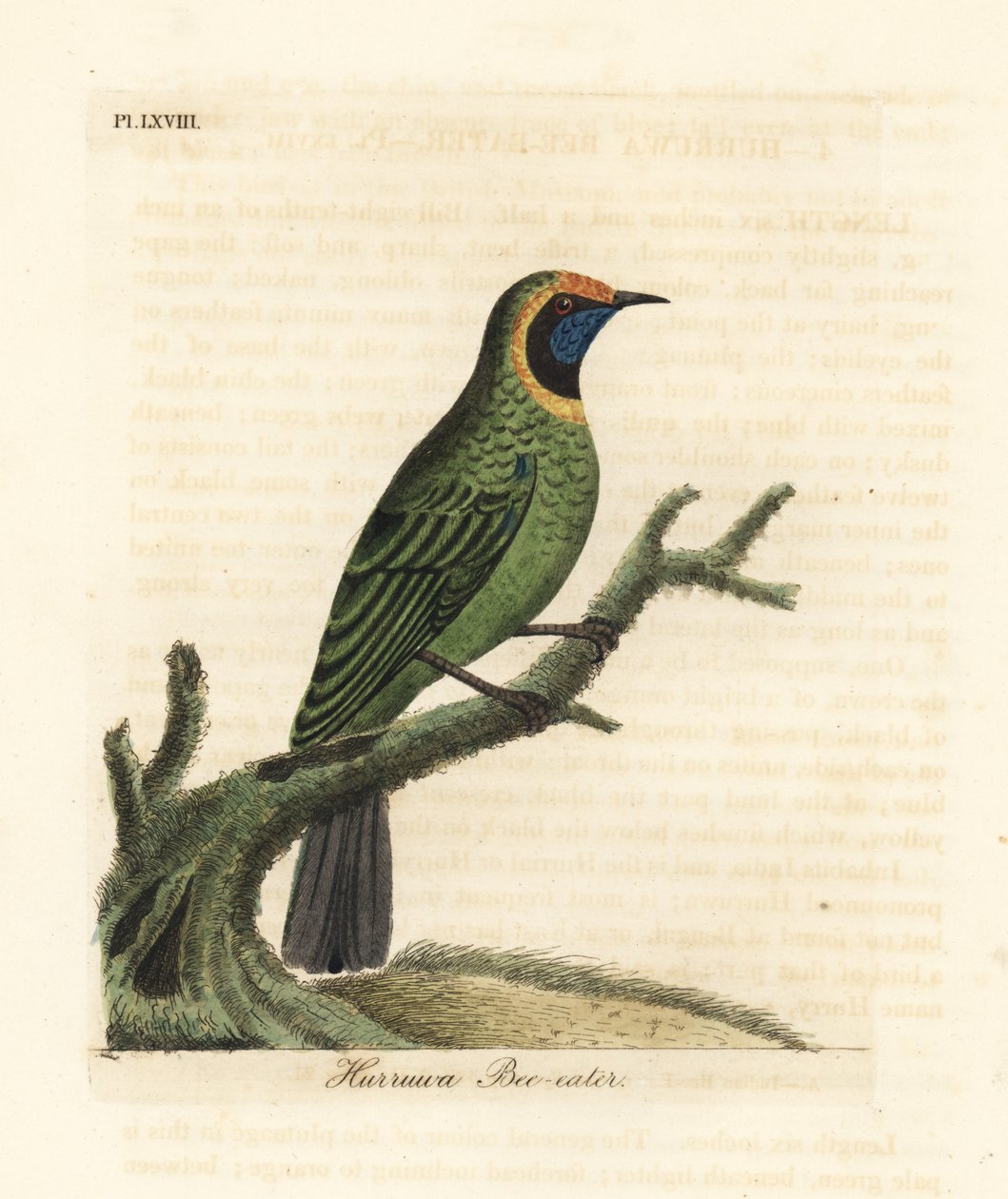 Kultarintainen lehtilintu, Chloropsis aurifrons. (Hurruwa mehiläissyöjä, Intia.) John Lathamin piirtämä ja kaivertama käsinvärinen kuparilevy omasta lintujen yleishistoriasta, Winchester tekijältä John Latham