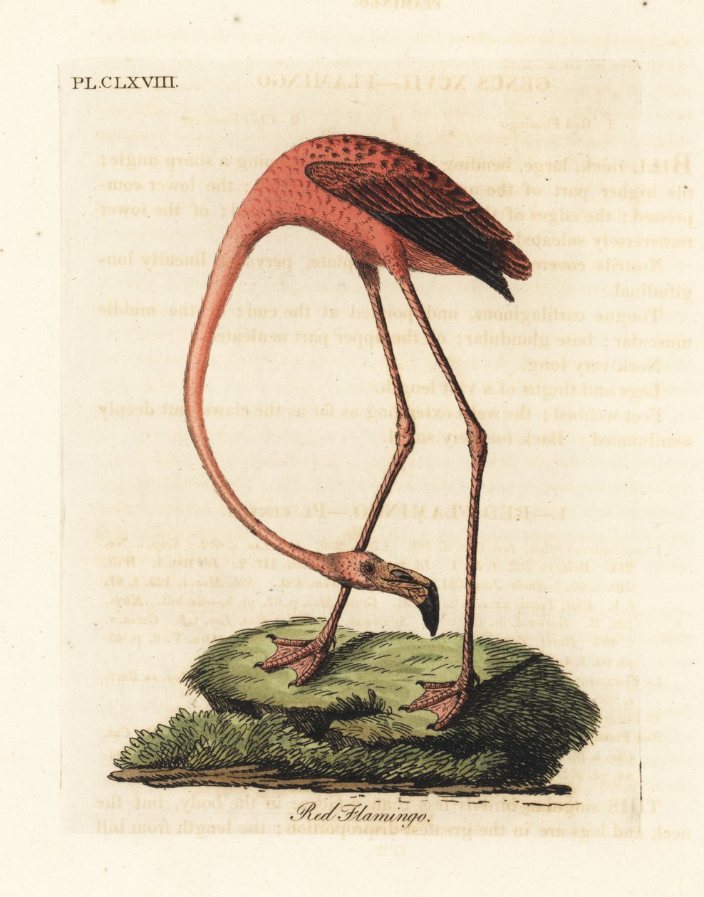 Suurflamingo, Phoenicopterus roseus tai amerikkalainen flamingo, Phoenicopterus ruber (punainen flamingo, Phaenicopterus ruber). John Lathamin piirtämä ja kaiverrettu käsinvärinen kuparilevy omasta lintujen yleishistoriasta, Winchester tekijältä John Latham