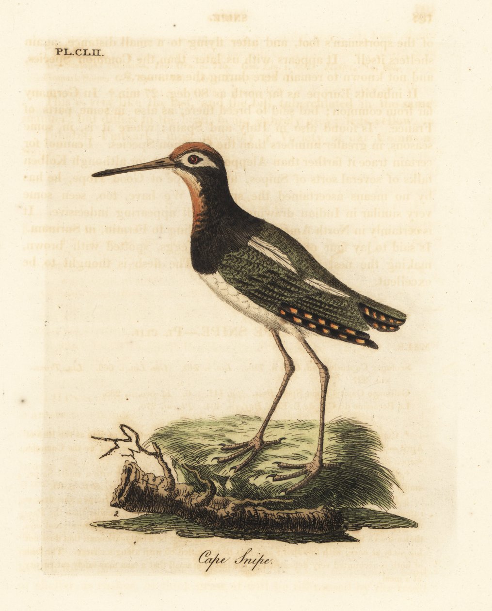 Paint-snipe, Rostratula benghalensis (Cape snipe, Scolopax capensis). John Lathamin piirtämä ja kaiverrettu käsinvärinen kuparilevy omasta lintujen yleishistoriasta, Winchester tekijältä John Latham