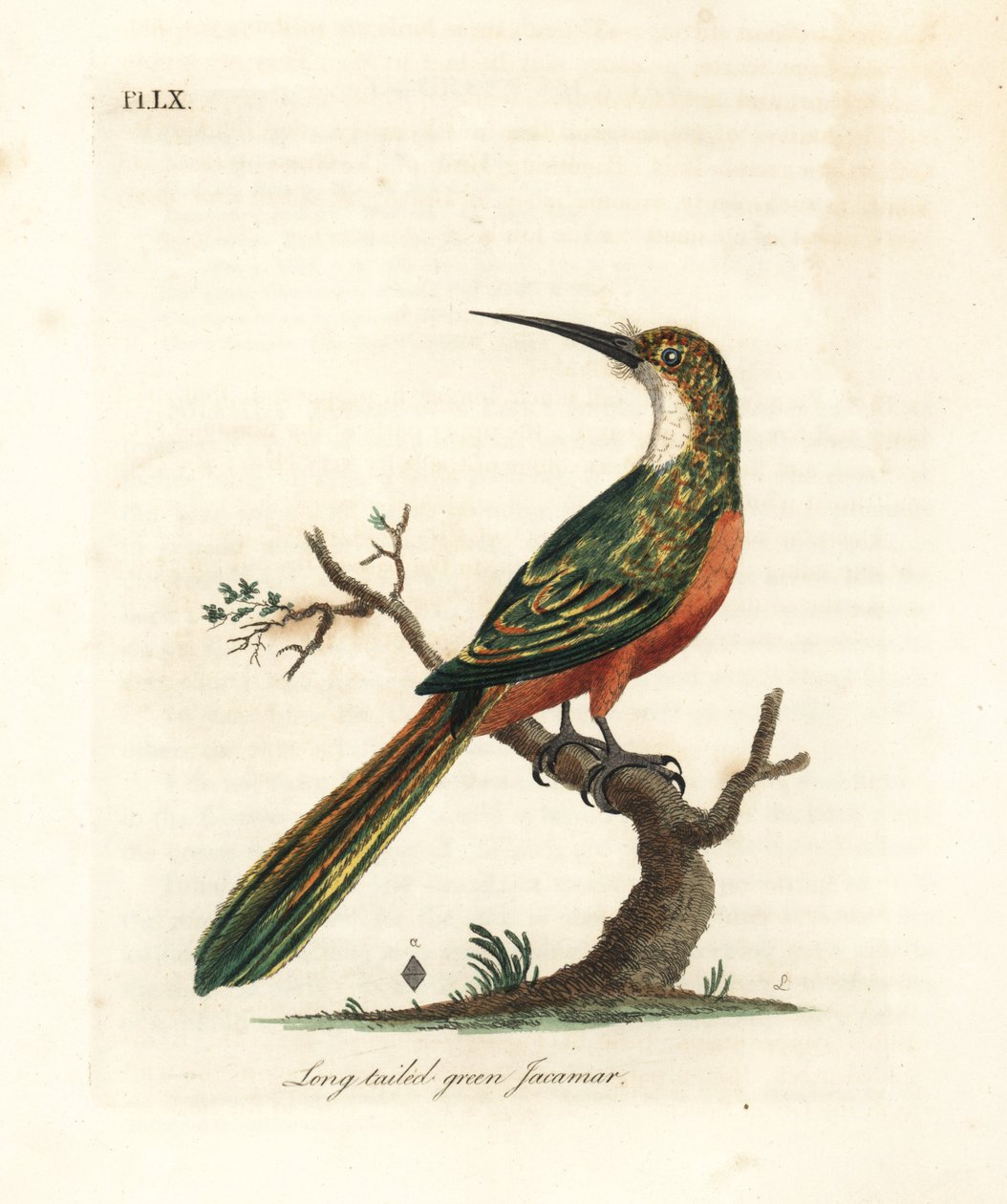 Vihreähäntäjacamar, Galbula galbula (Long-tailed green jacamar, Galbula viridis). John Lathamin piirtämä ja kaiverrettu käsinvärinen kuparilevy omasta lintujen yleishistoriasta, Winchester tekijältä John Latham