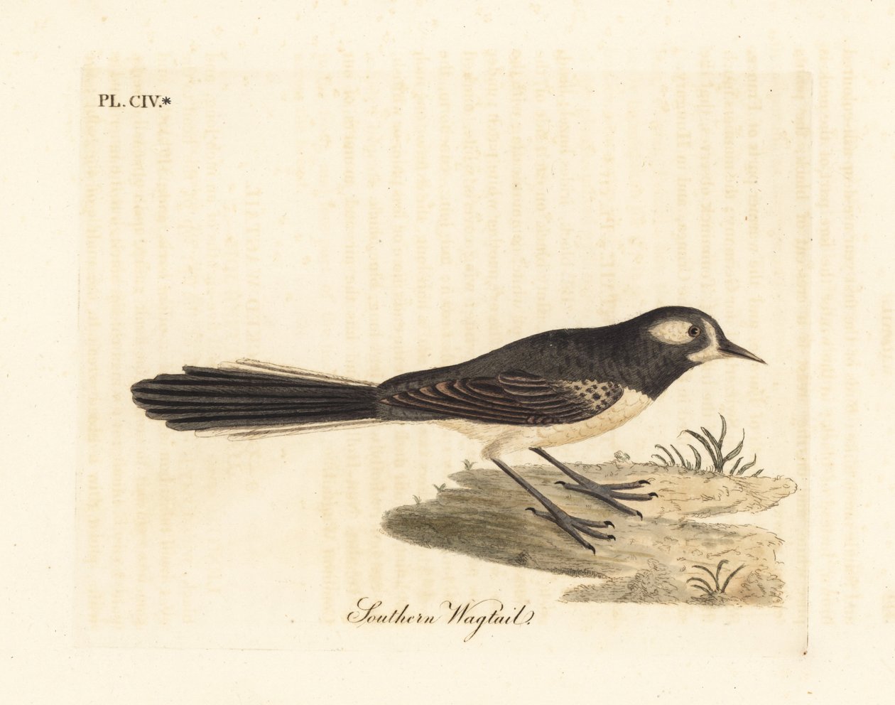 Harmaa fantail, Rhipidura albiscapa (etelävästärä, perustuu Port Jackson Painterin maalaukseen). John Lathamin piirtämä ja kaiverrettu käsinvärinen kuparilevy omasta lintujen yleishistoriasta, Winchester tekijältä John Latham