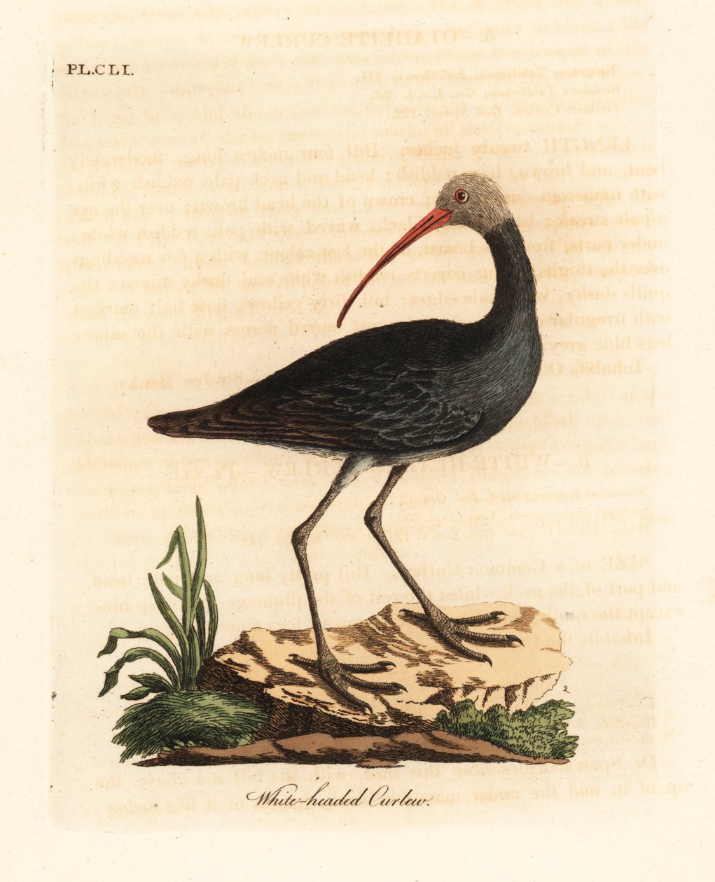 Hadada vai hadeda ibis, Bostrychia hagedash? (Valkopäinen kihara, Numenius leucocephalus.) John Lathamin piirtämä ja kaivertama käsinvärinen kuparilevy omasta lintujen yleishistoriasta, Winchester tekijältä John Latham