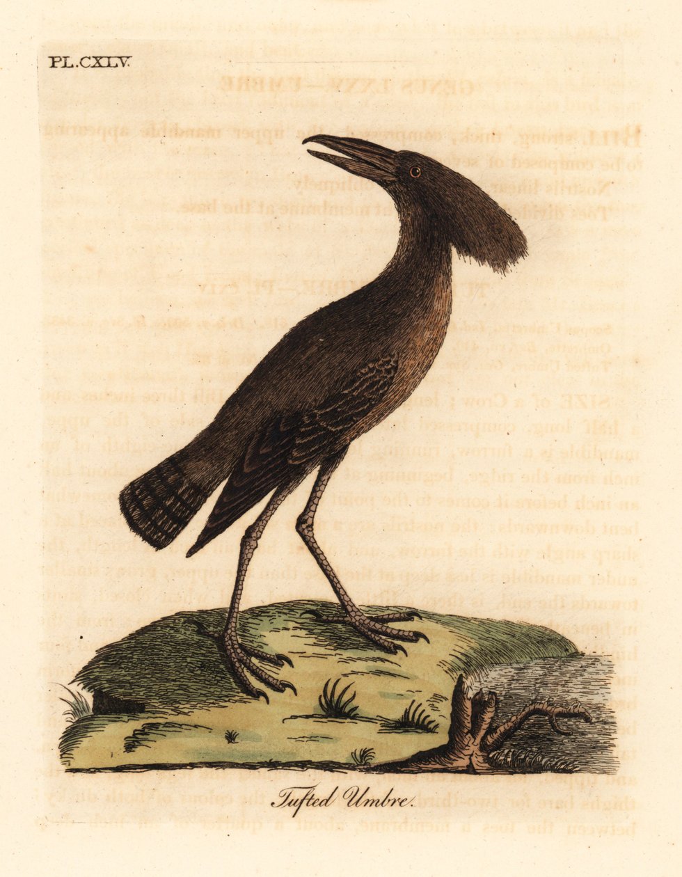 Hamerkop, Scopus umbretta (tuftattu sateenvarsi). John Lathamin piirtämä ja kaiverrettu käsinvärinen kuparilevy omasta lintujen yleishistoriasta, Winchester tekijältä John Latham