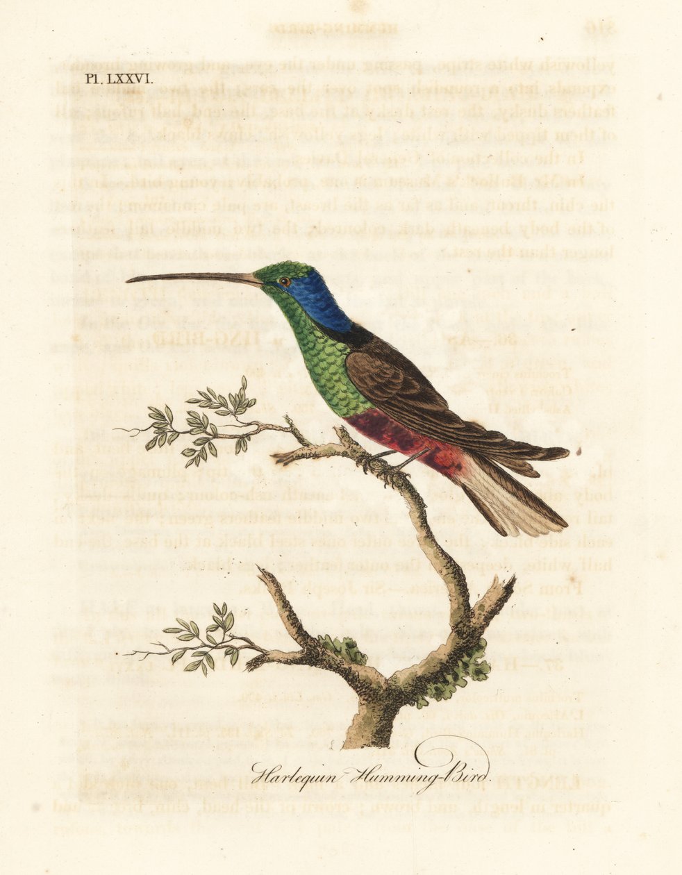 Harlequin hummingbird, Trochilus monivärinen. Valmistettu näyte British Museumissa. John Lathamin piirtämä ja kaiverrettu käsinvärinen kuparilevy omasta lintujen yleishistoriasta, Winchester tekijältä John Latham