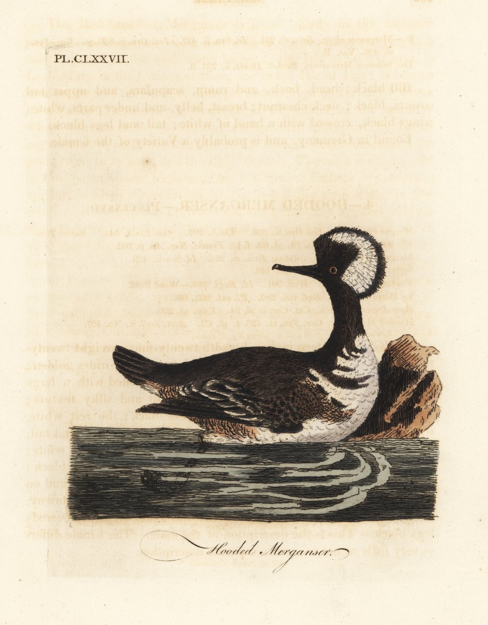 Hupukärki, Lophodytes cucullatus (Mergus cucullatus). John Lathamin piirtämä ja kaiverrettu käsinvärinen kuparilevy omasta lintujen yleishistoriasta, Winchester tekijältä John Latham