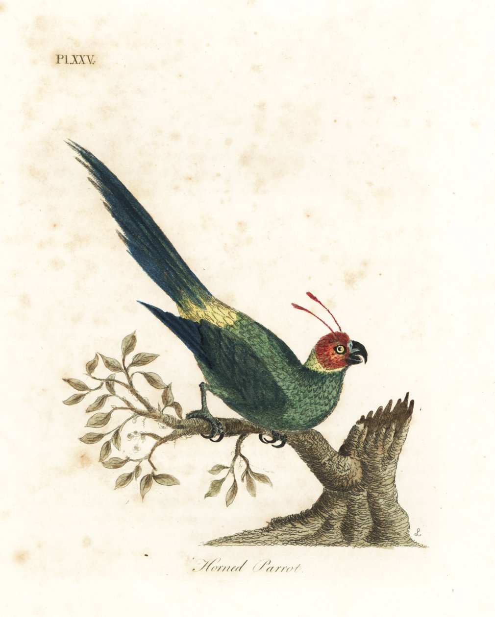 Sarvinen papukaija, Eunymphicus cornutus. Haavoittuva (sarvinen papukaija, Psittacus bisetis.) John Lathamin piirtämä ja kaivertama käsinvärinen kuparilevy omasta lintujen yleishistoriasta, Winchester tekijältä John Latham